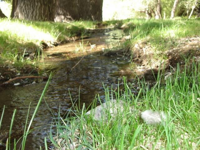 Foto de VENTA CAMPO BARILOCHE JACOBACCI - OVEJERO Y GANADERO, imagen 4