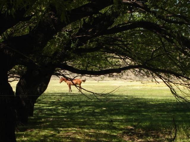 Foto de VENTA CAMPO BARILOCHE JACOBACCI - OVEJERO Y GANADERO, imagen 3