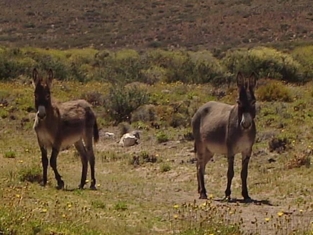 Foto de VENTA CAMPO BARILOCHE JACOBACCI - OVEJERO Y GANADERO, imagen 2