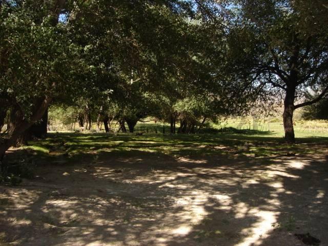Foto de VENTA CAMPO BARILOCHE JACOBACCI - OVEJERO Y GANADERO, imagen 5