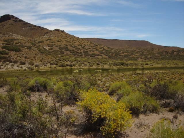 Foto de VENTA CAMPO BARILOCHE JACOBACCI - OVEJERO Y GANADERO, imagen 1