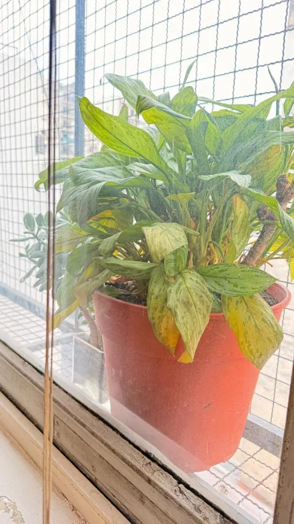 4 ambientes con terraza propia techada 4