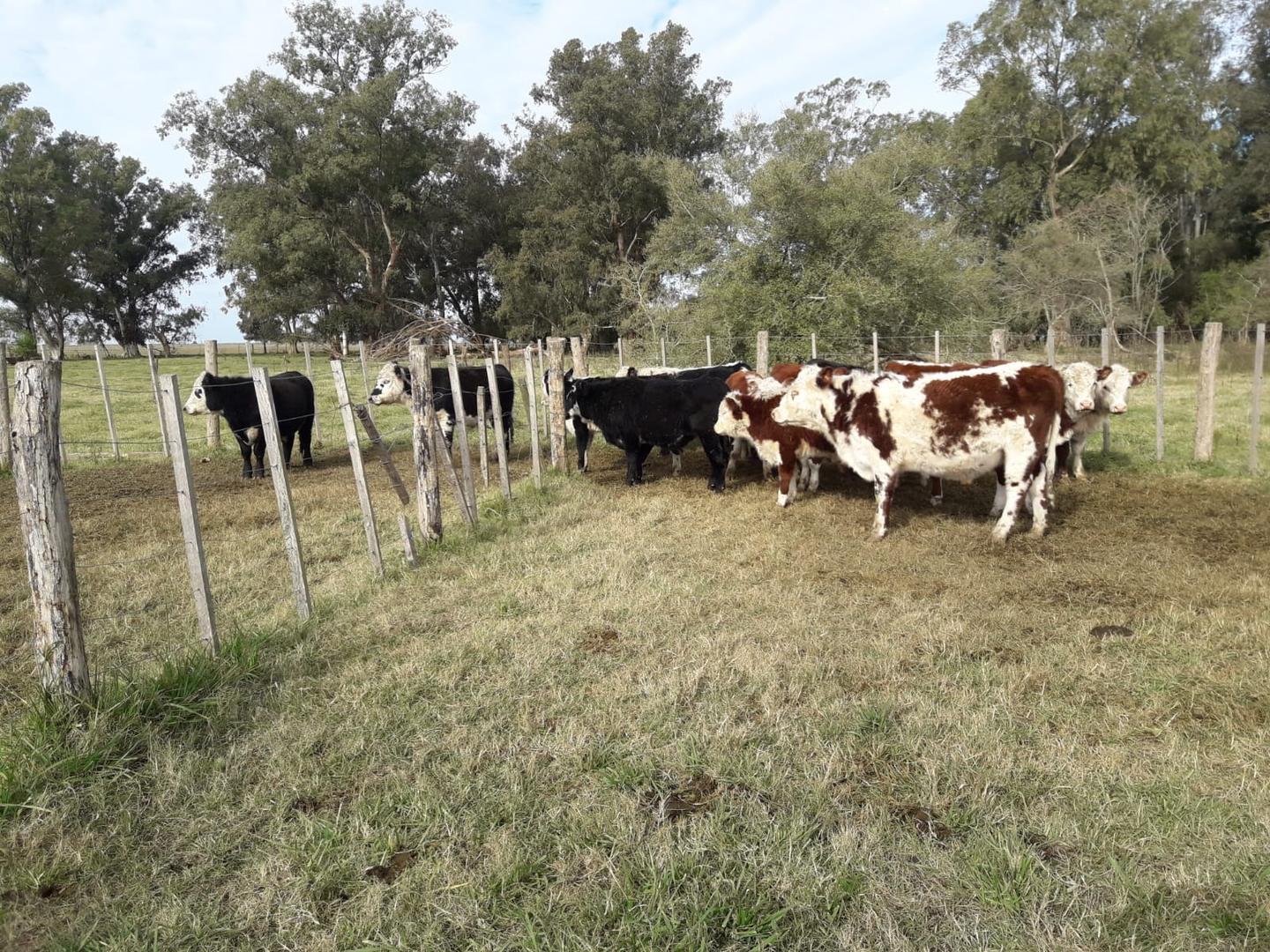 Foto de CAMPO MIXTO DE 120 HECTÁREAS EN DEL CARRIL PDO DE SALADILLO, imagen 3