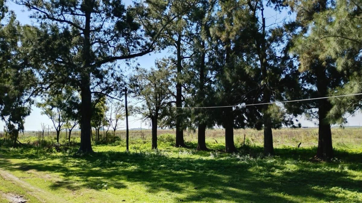 Foto de Campo en San Vicente 24 Hectareas, imagen 3