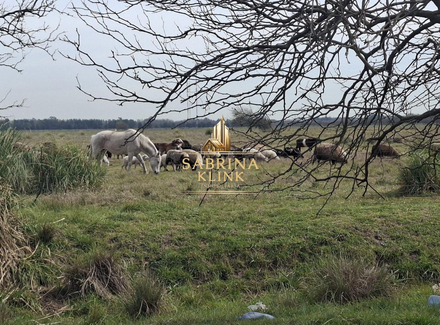 Foto de VENTA DE 1 HECTAREA EN CAÑUELAS, imagen 2
