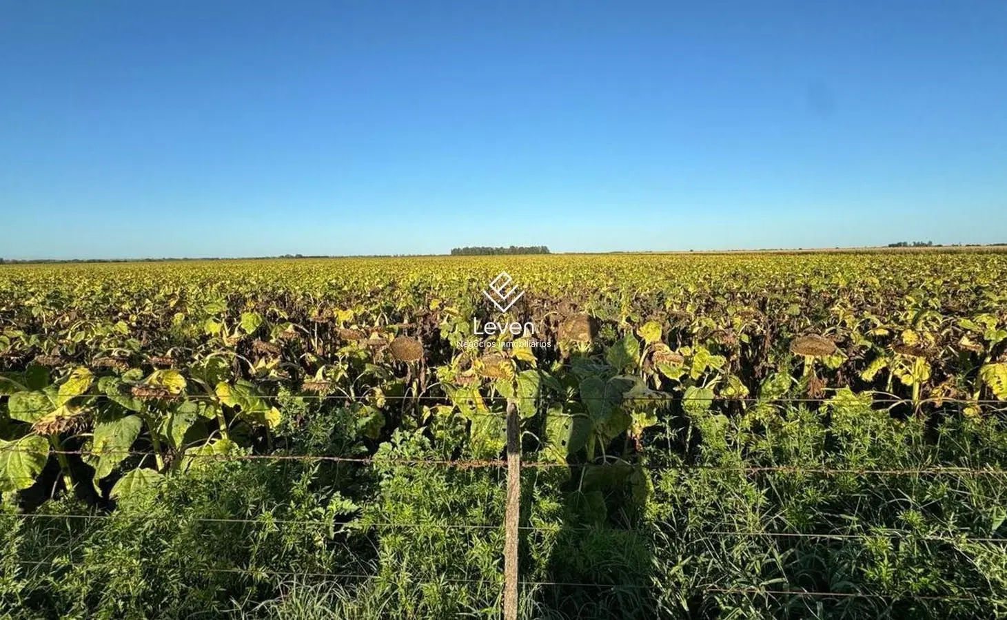 VENTA Campo MIXTO  498 Hectáreas  Laboulaye 3