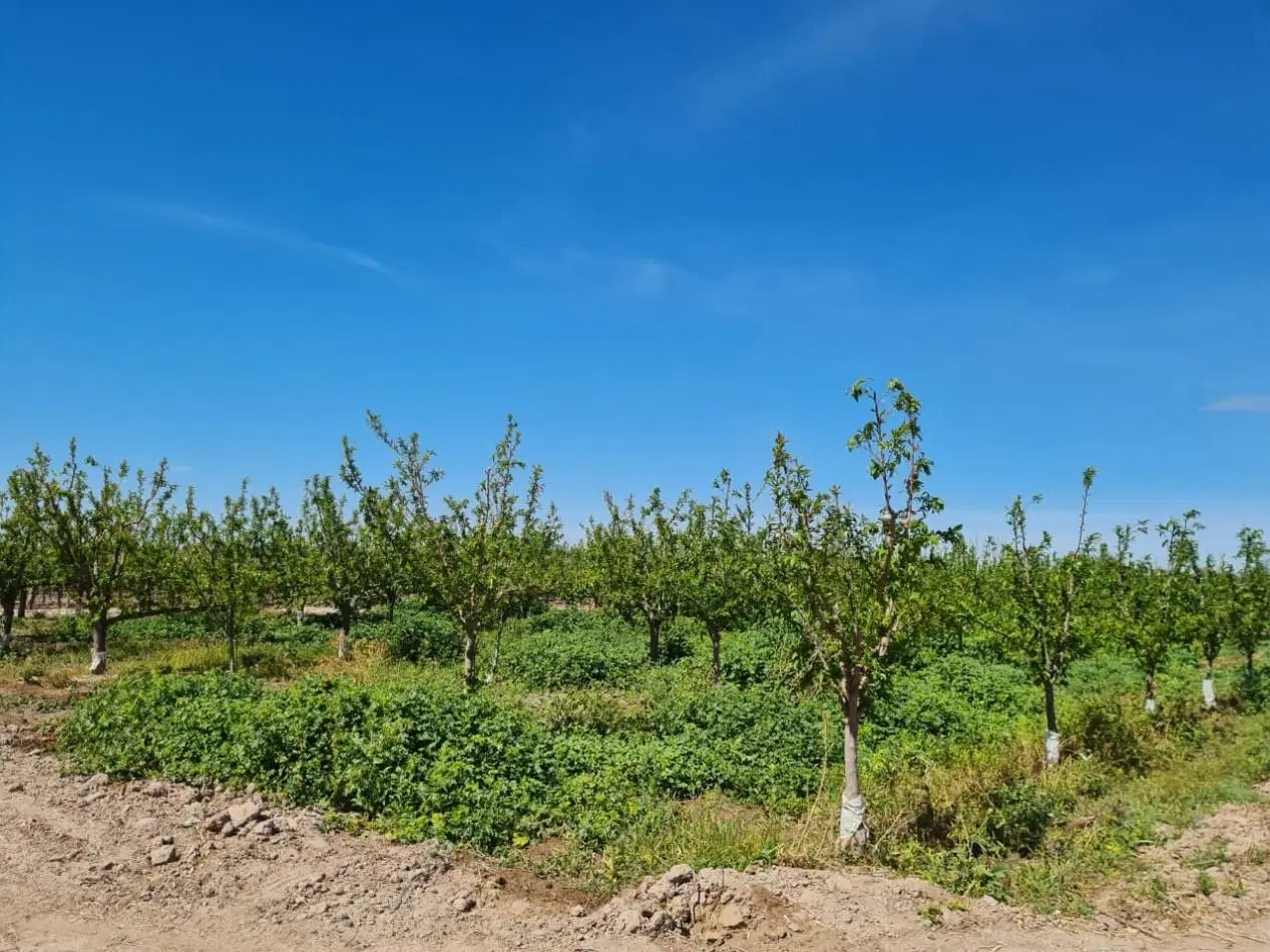 FINCA EN VENTA EN MAIPU 3