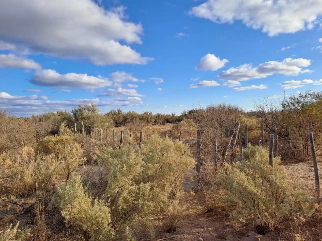 Campo en Venta - Las Catitas, Santa Rosa (Mendoza) - 337 hectareas 3