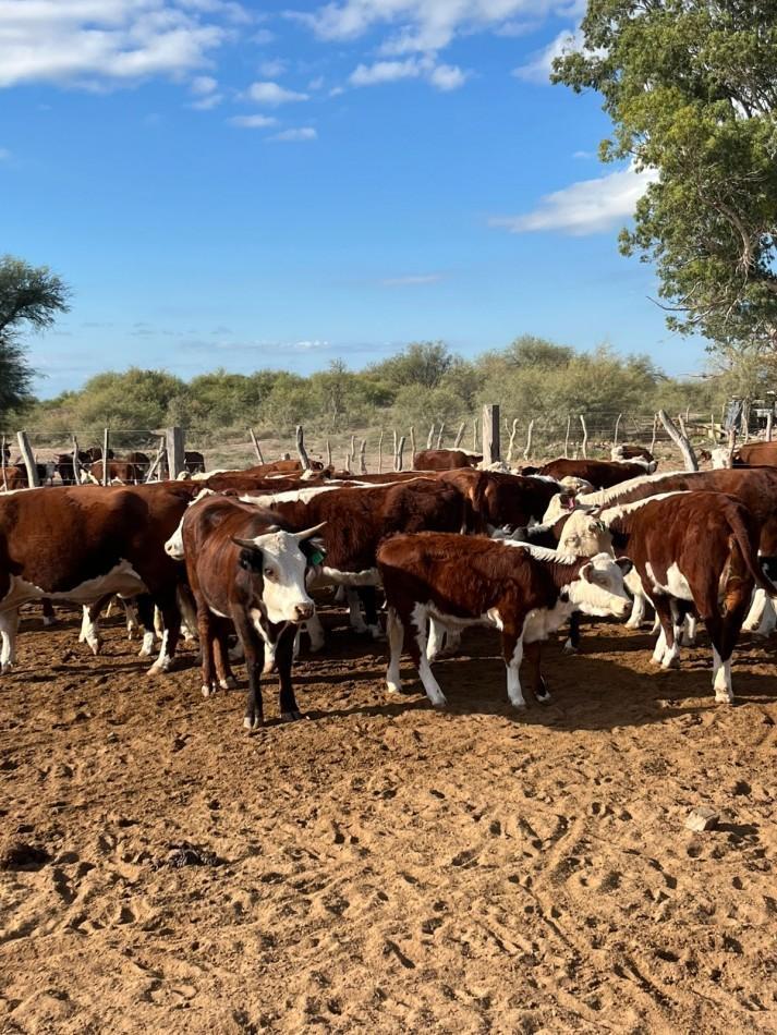 Foto de INMOESTATE VENDE CAMPO EN LAVALLE, MENDOZA, imagen 2