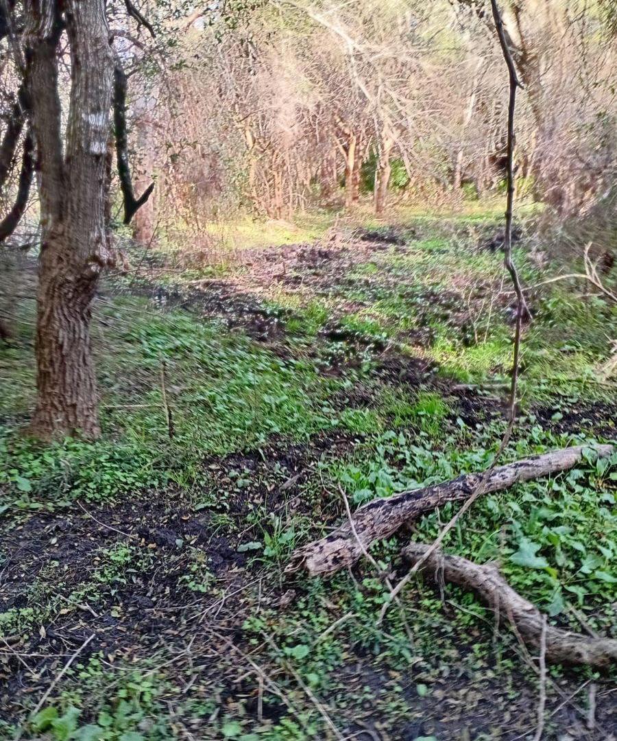 Foto de Campo de 4 ha en venta en Las Tapias con orientación noreste, imagen 5