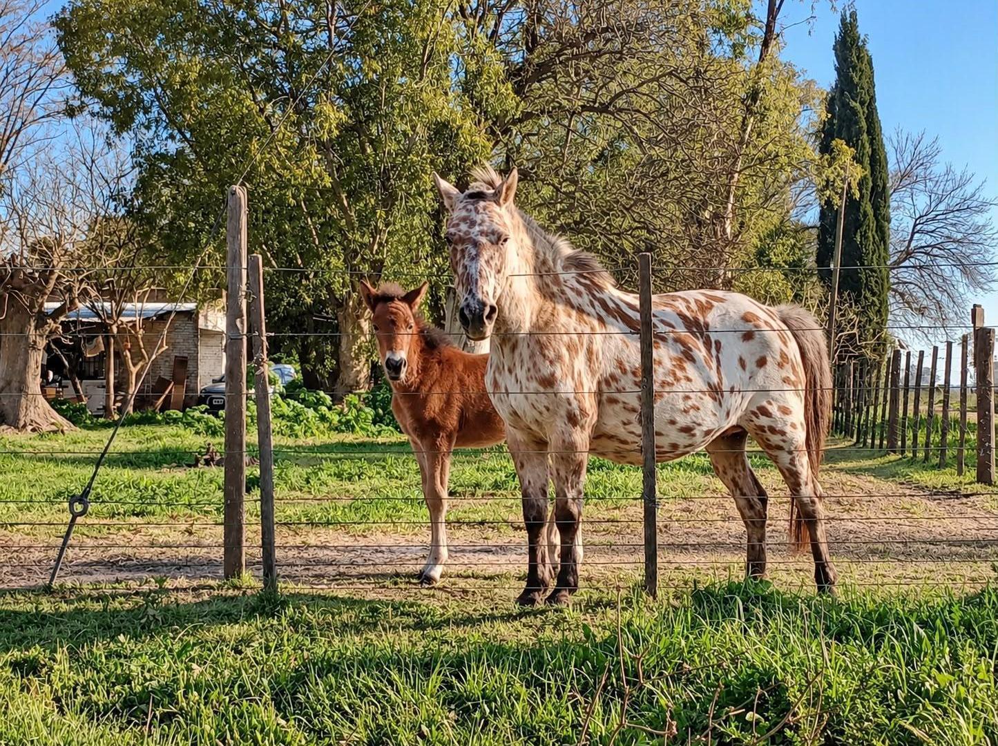 Foto de Dos terrenos de 1.3ha en San Jacinto, imagen 5