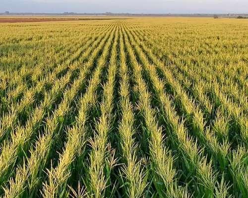 Foto de CAMPO AGRÍCOLA EN ALQUILER DESPEÑADEROS 34 HAS, imagen 4