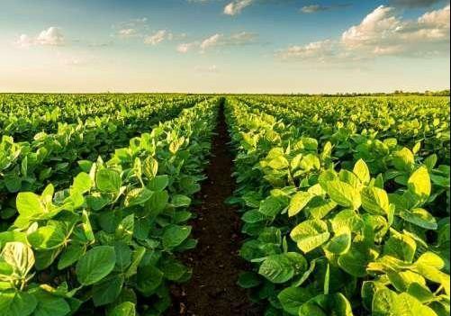 Foto de CAMPO AGRÍCOLA EN ALQUILER DESPEÑADEROS 34 HAS, imagen 1