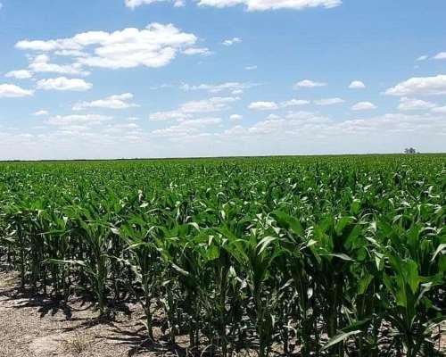 Foto de CAMPO AGRÍCOLA EN ALQUILER DESPEÑADEROS 34 HAS, imagen 5
