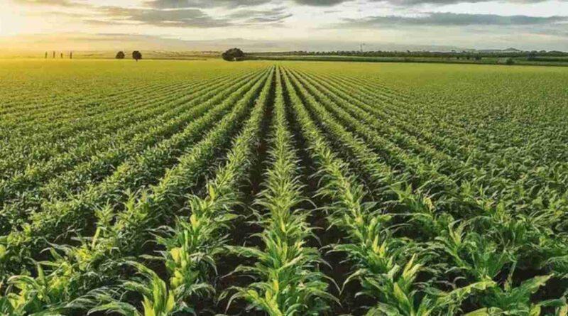 Foto de CAMPO AGRÍCOLA EN ALQUILER DESPEÑADEROS 34 HAS, imagen 3