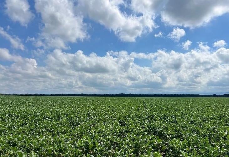 Foto de CAMPO AGRÍCOLA EN ALQUILER DESPEÑADEROS 34 HAS, imagen 2
