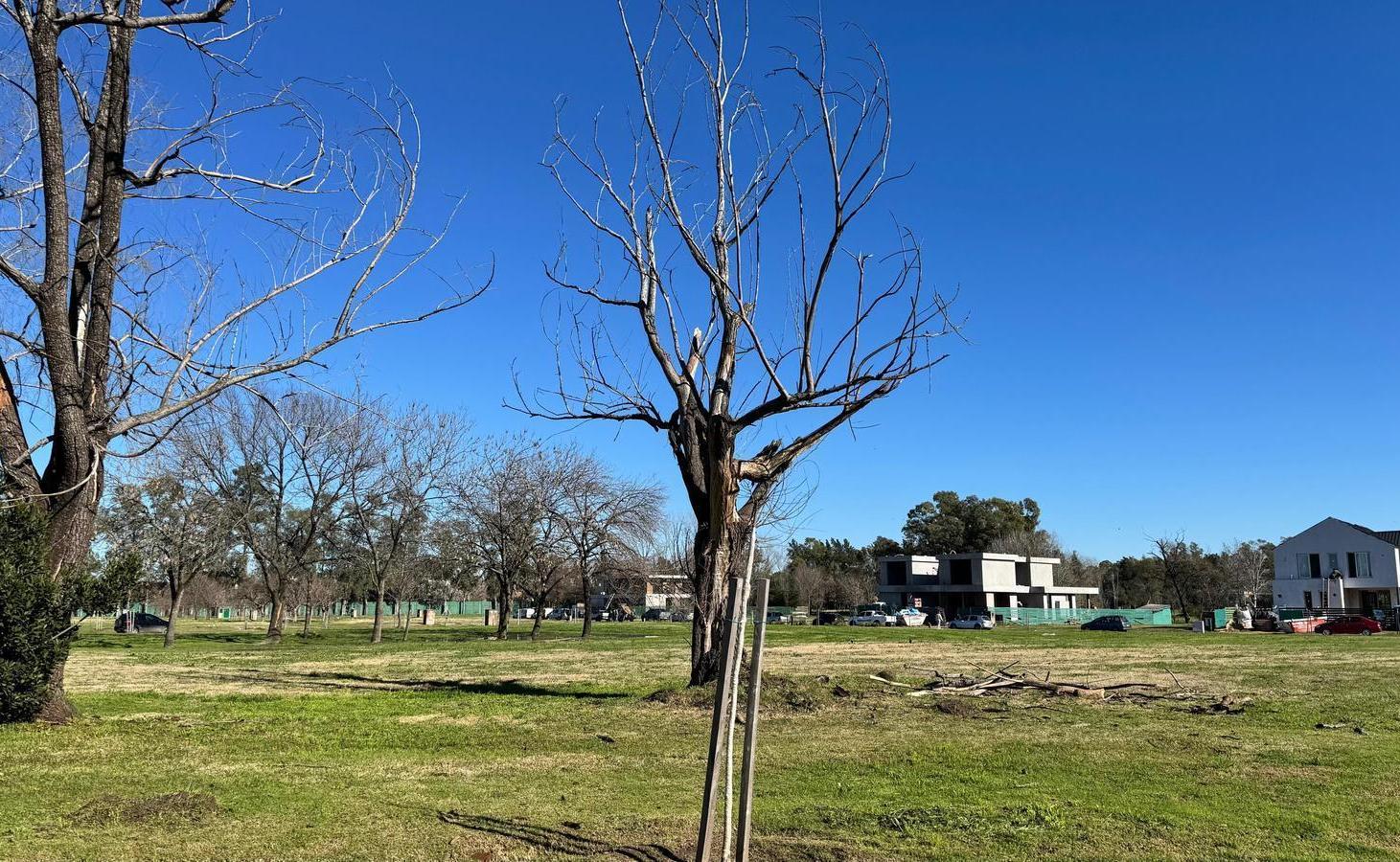Foto de Terreno interno Azzurra Tortugas, imagen 4