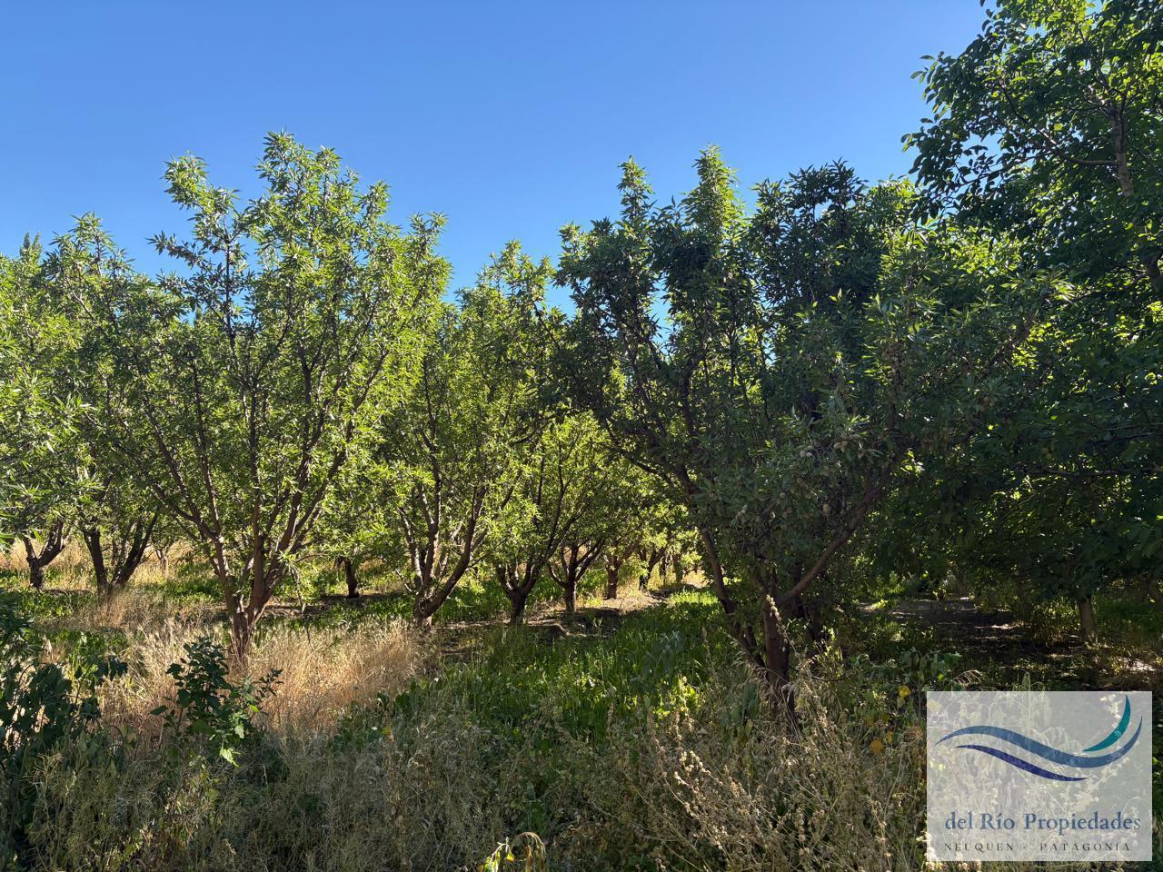 Foto de Terreno en Vista Alegre Sur, imagen 5