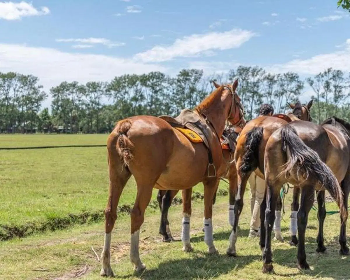 Terreno de 15000 m2 en venta en Carmen de Areco 4