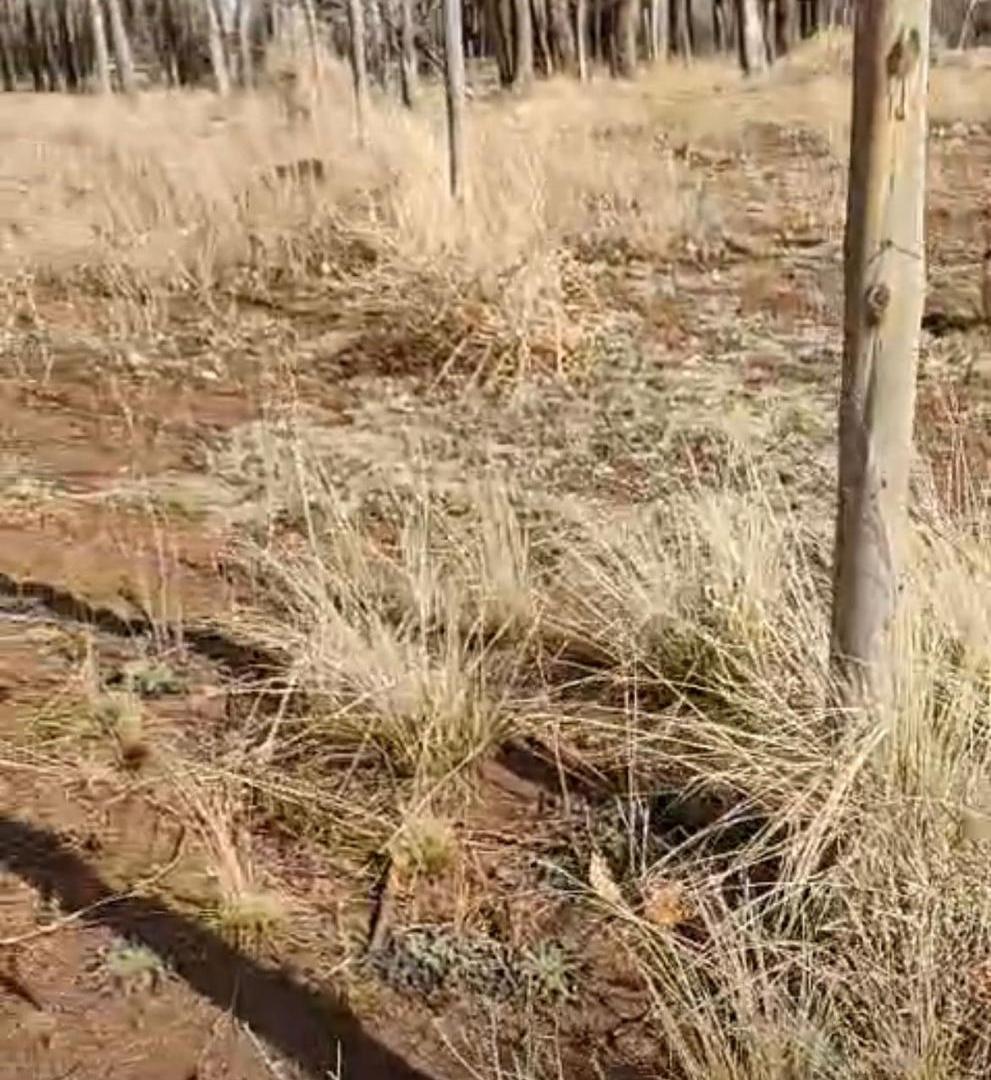 Foto de Terreno en Venta en Malargue, imagen 5