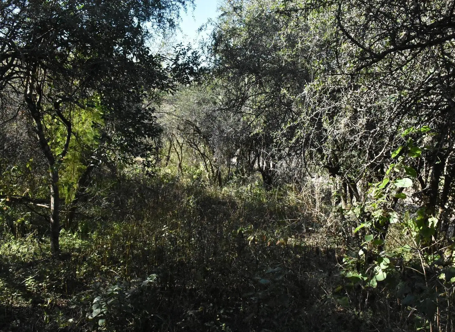 Lote esquina a la venta de 5000 metros en Los Molles, Sierras Chicas de Córdoba 6
