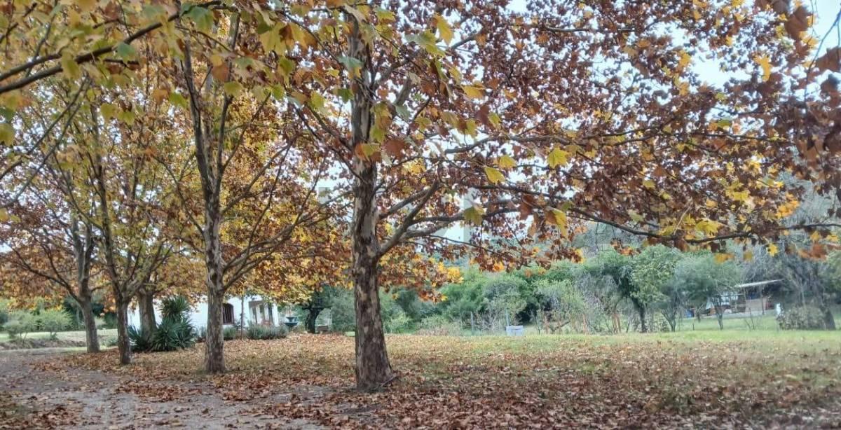 Foto de LOTE EN VENTA 3 HECTAREAS VILLA CERRO AZUL, imagen 4