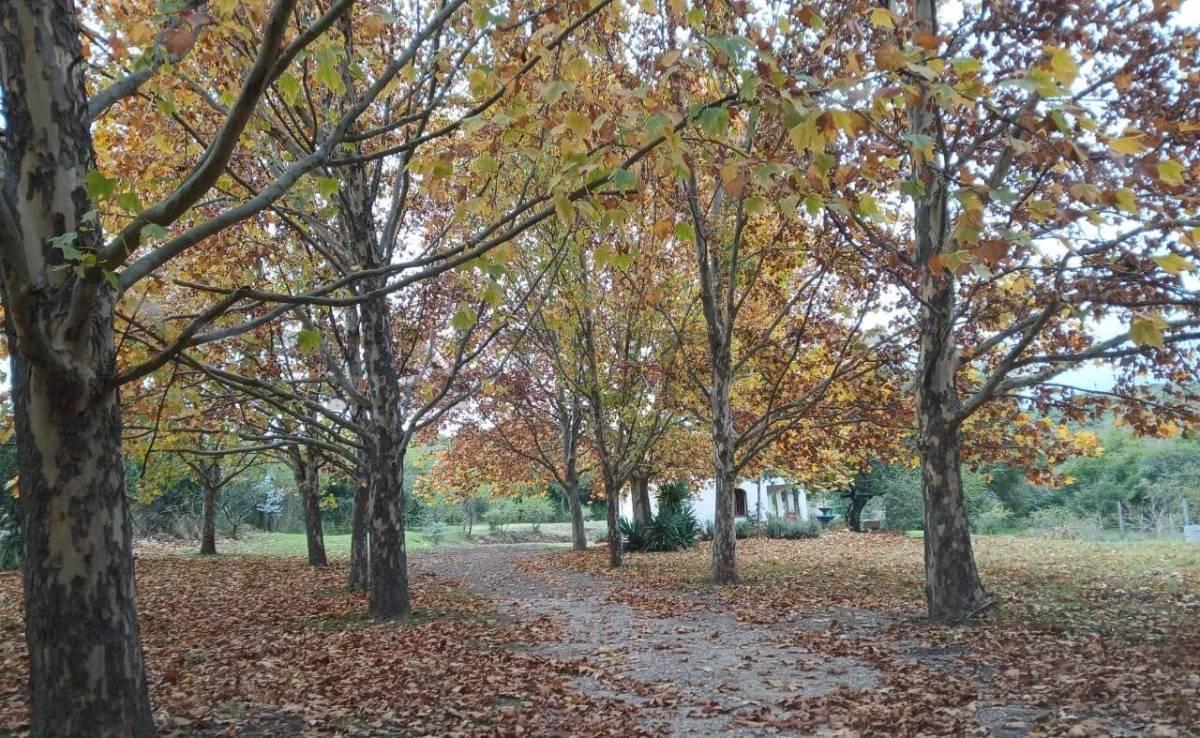 Foto de LOTE EN VENTA 3 HECTAREAS VILLA CERRO AZUL, imagen 3
