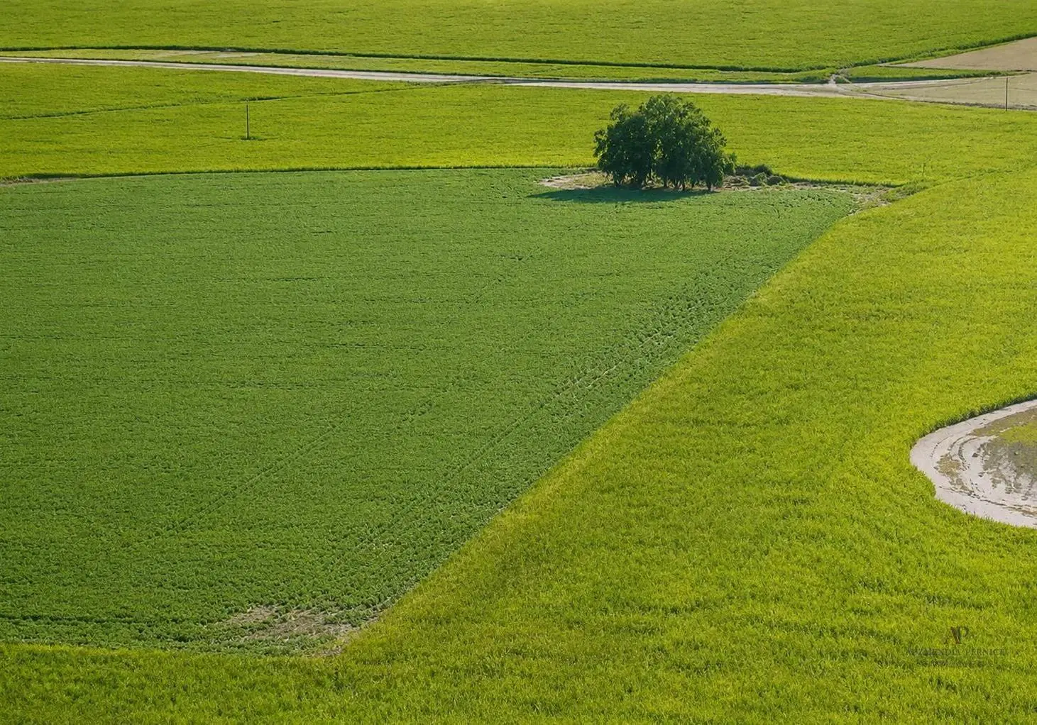 campo 2