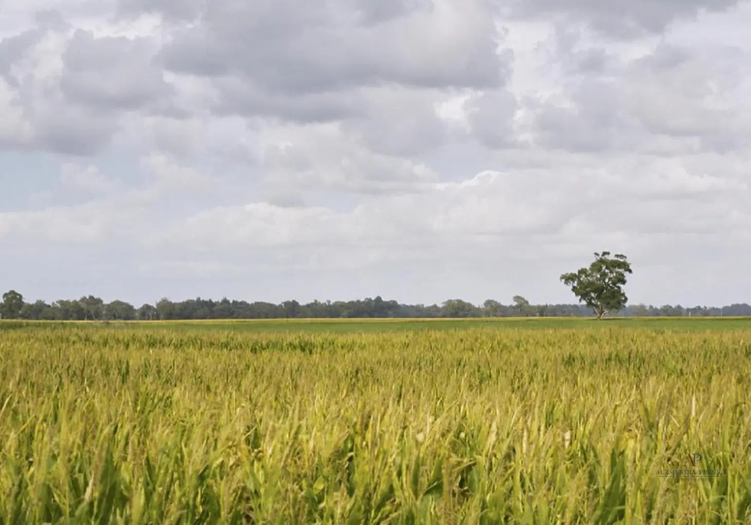 campo 1