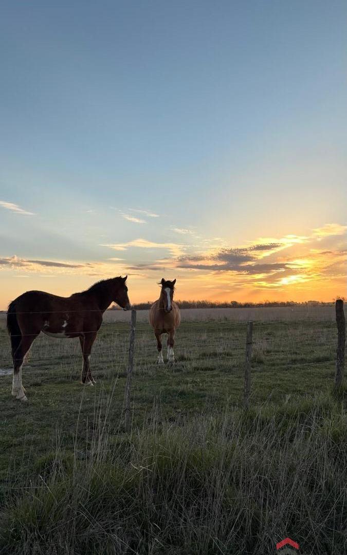 Foto de VENTA, CHARA, 42 HA. GANADERAS, MUY CERCA DE RUTA 5 Y 226, A 10 MINUTOS, imagen 3