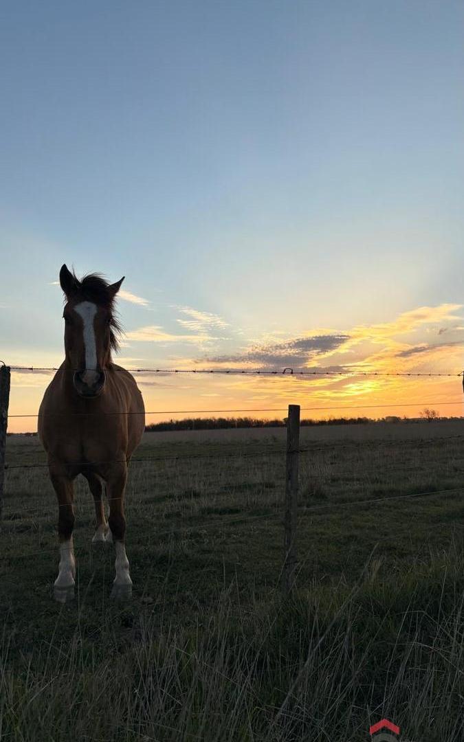 Foto de VENTA, CHARA, 42 HA. GANADERAS, MUY CERCA DE RUTA 5 Y 226, A 10 MINUTOS, imagen 4