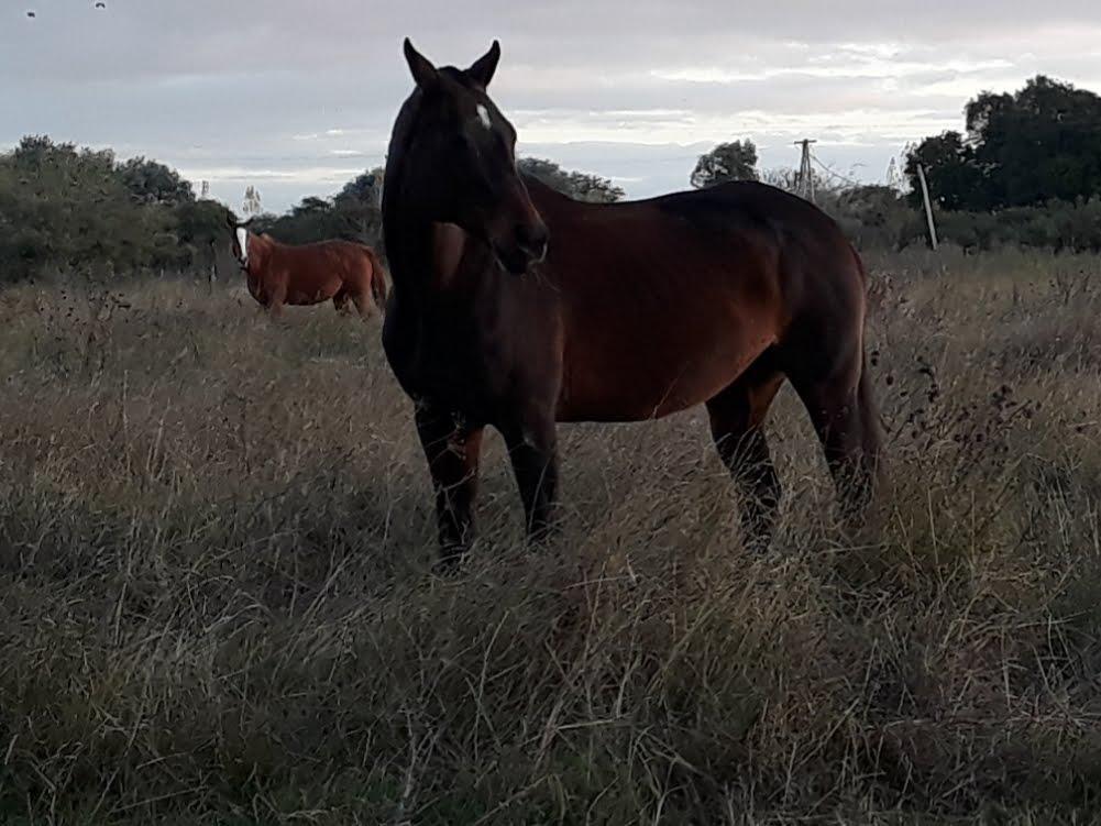 Foto de Fraccion de campo de 15 hectaras, imagen 1