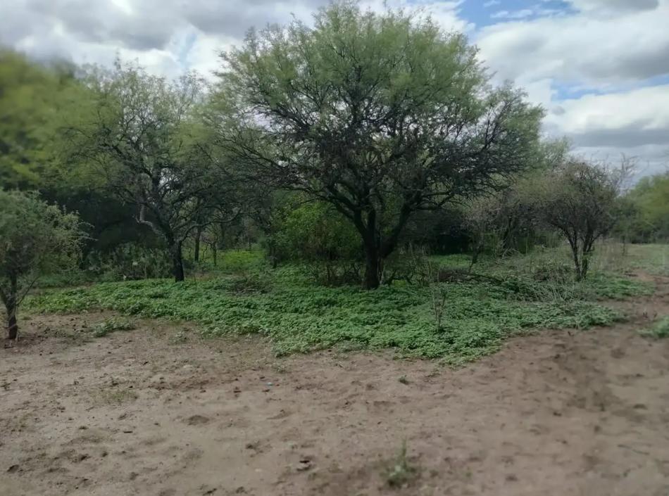 Foto de LOTE EN VENTA EN CARPINTERIA, imagen 2
