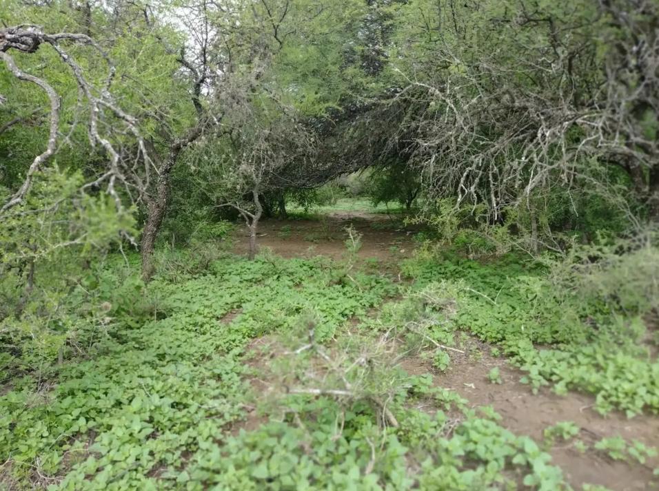 Foto de LOTE EN VENTA EN CARPINTERIA, imagen 3