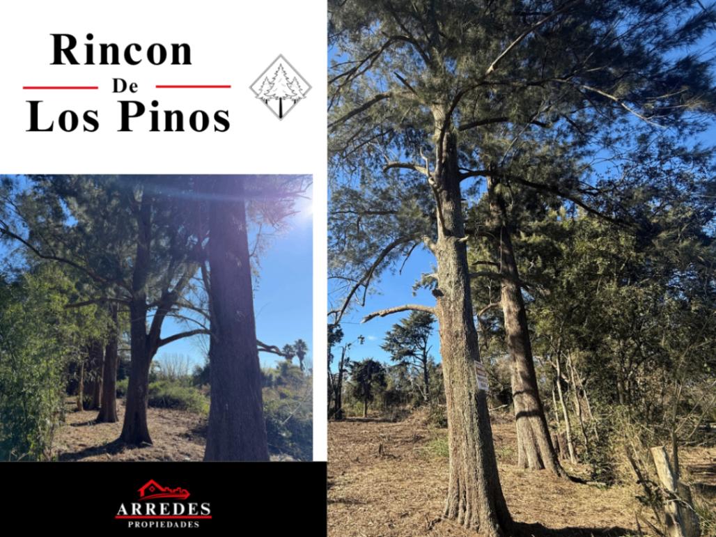 Foto de Pre- Venta • Lotes de 4382m2 • Financiación • Los Pinos • Exaltación de, imagen 5
