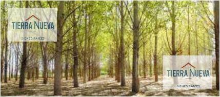 Foto de LA FORESTADA AÑELO, imagen 1