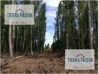 Foto de LOTE APTO DESARROLLO - LA FORESTADA - AÑELO RUTA 17, imagen 2