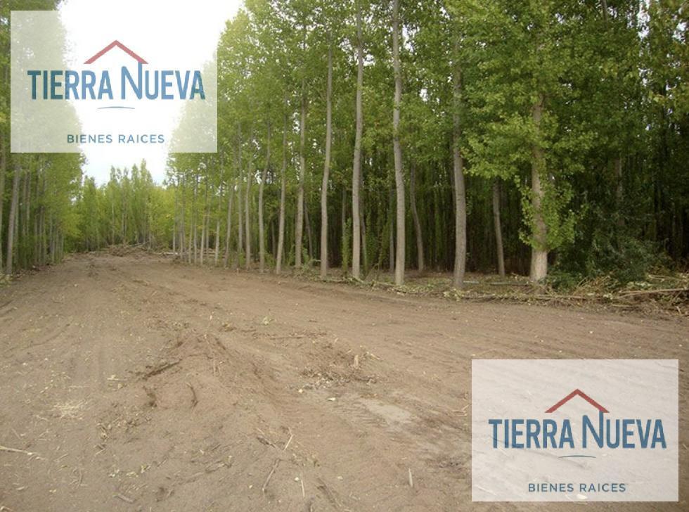 Foto de LOTE APTO DESARROLLO - LA FORESTADA - AÑELO RUTA 17, imagen 5