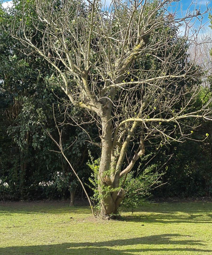 Foto de Venta de terreno, imagen 2