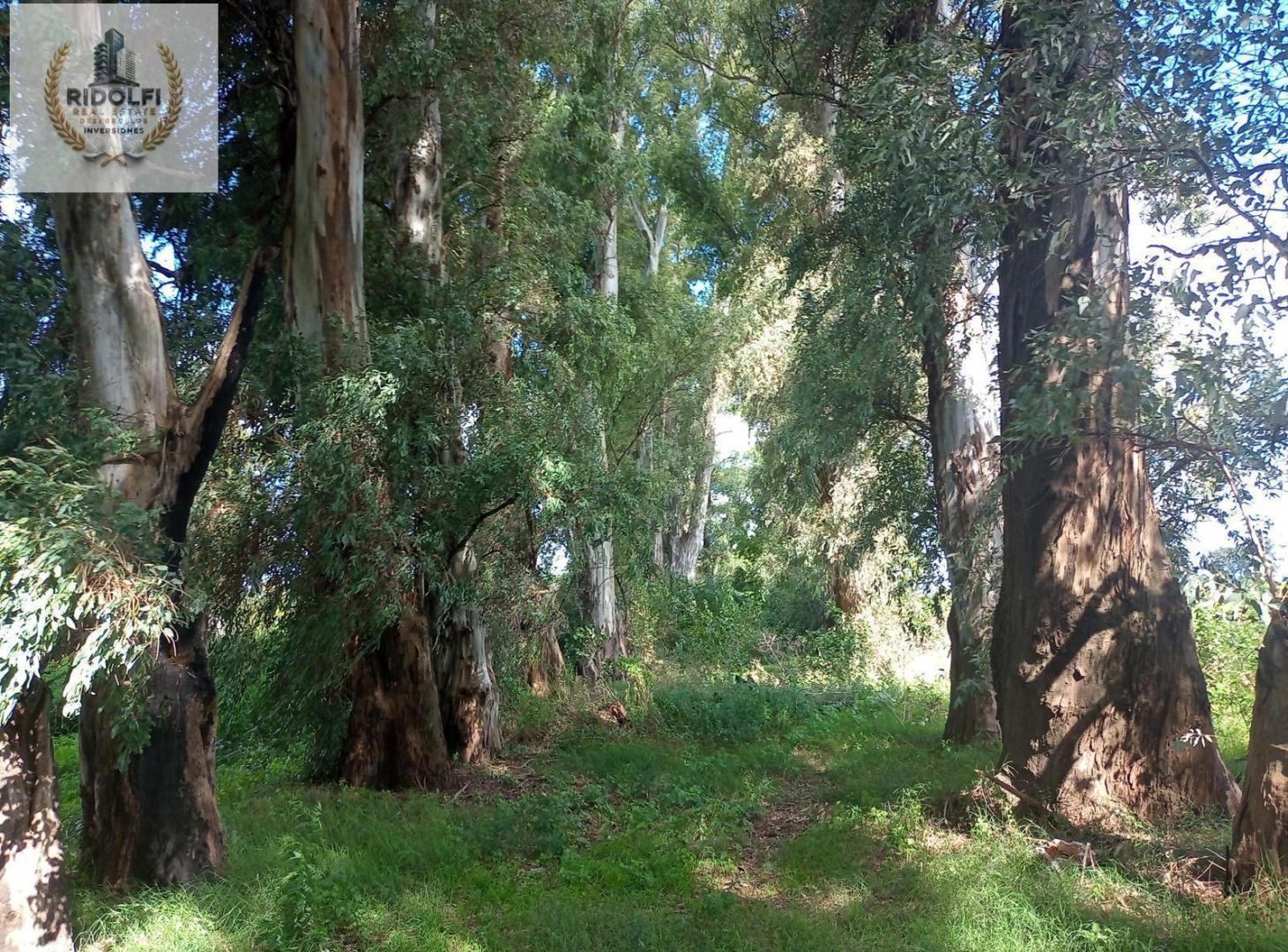 Foto de Campo Venta General Rodríguez 31.2 ha Apto Desarrollo Oportunidad, imagen 4
