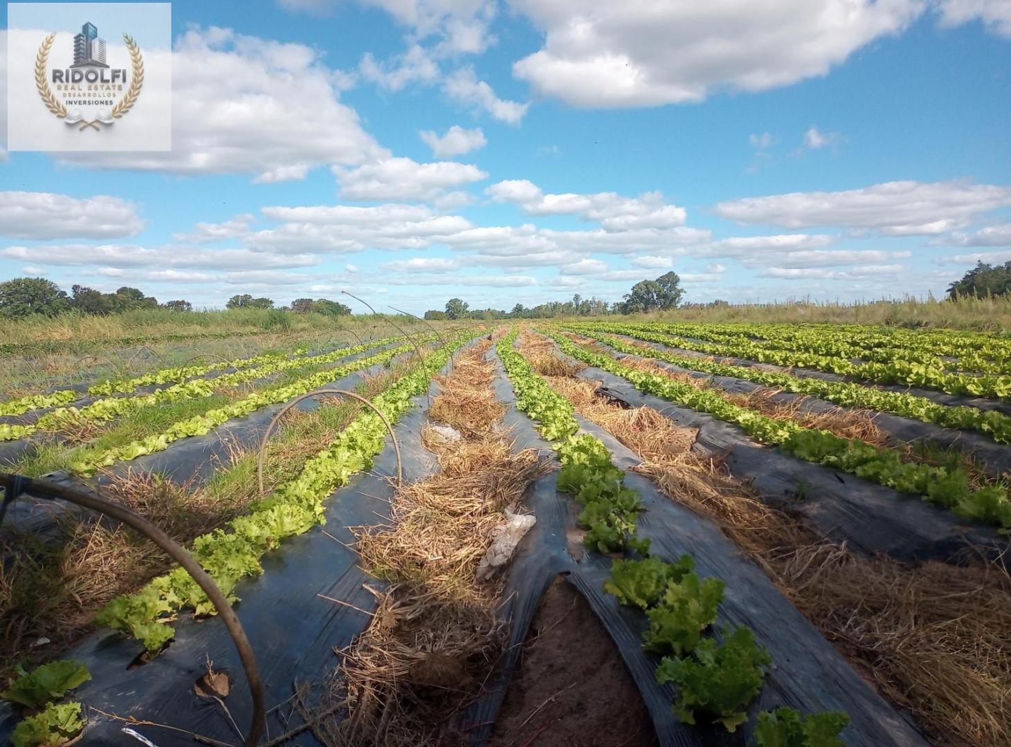 Foto de Campo Venta General Rodríguez 31.2 ha Apto Desarrollo Oportunidad, imagen 5