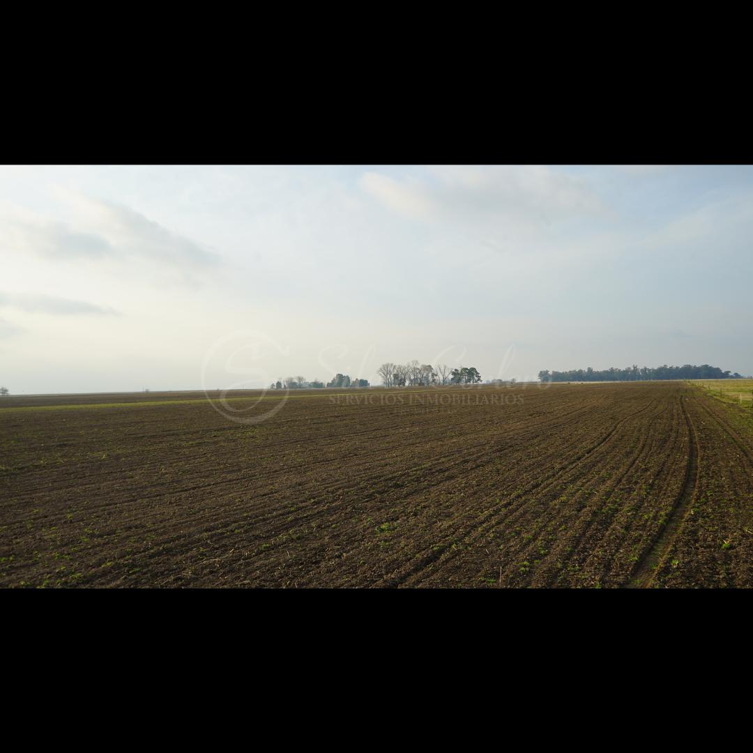 Foto de 110 HECTAREAS AGRICOLA GANADERAS EN SALADILLO, imagen 3