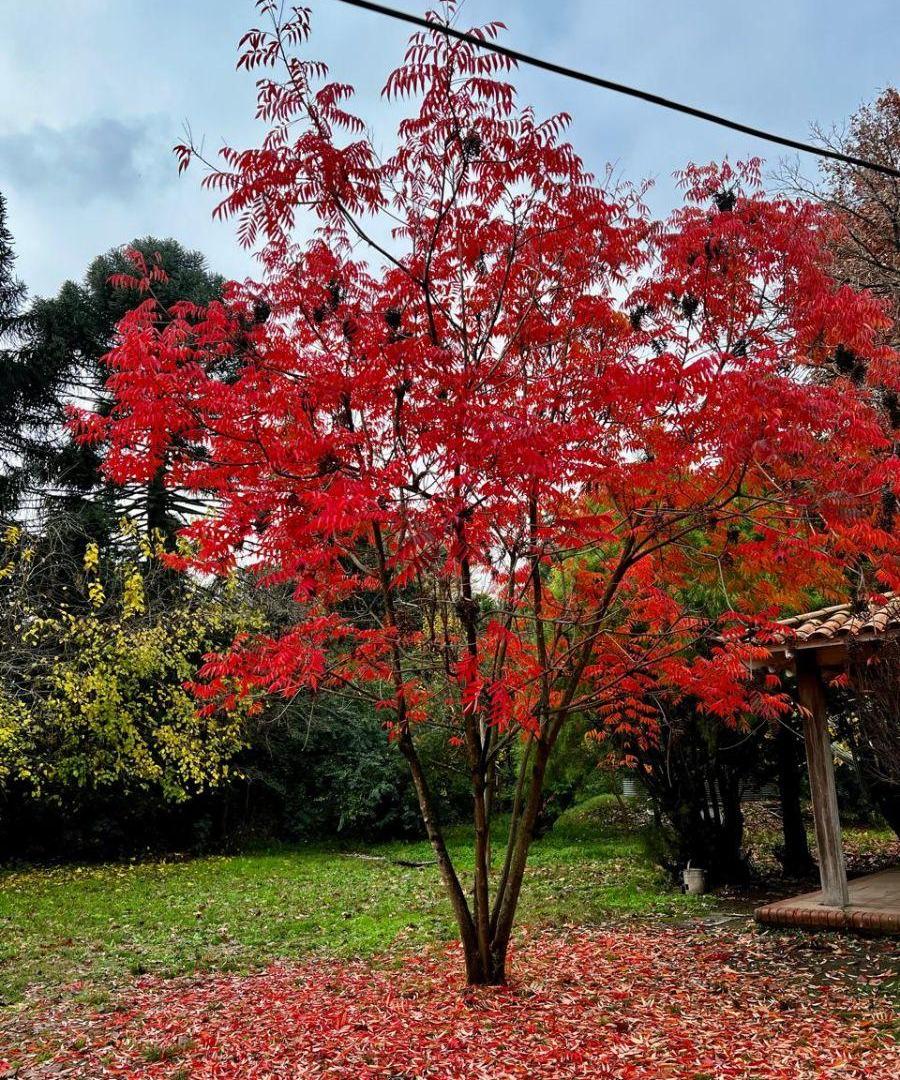 Foto de Excelente lote en pulmon de manzana!, imagen 1