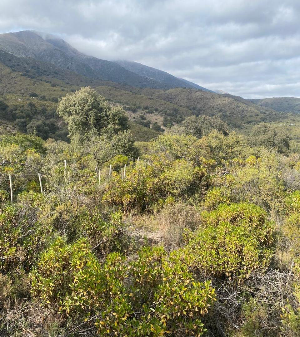 Foto de Precioso Terreno en Los Hornillos, imagen 4