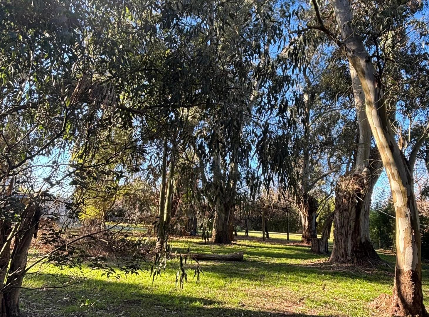 Foto de Terreno de 1200mtrs, imagen 4