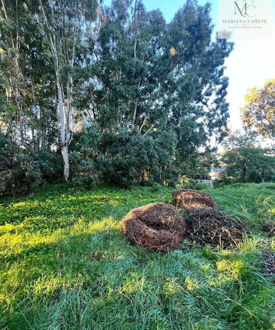 Foto de Terreno en Pinamar, imagen 3