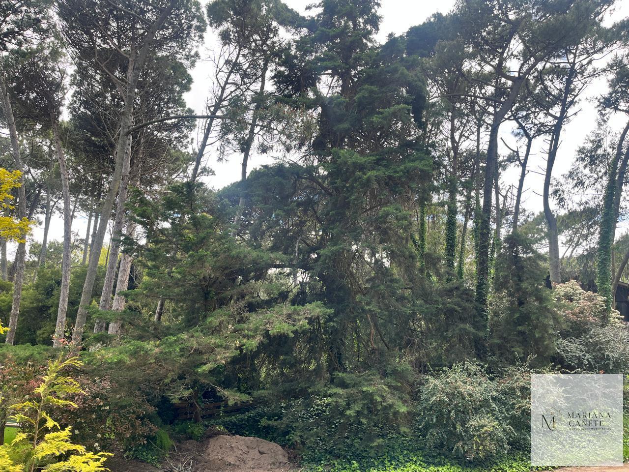 Foto de Terreno en Carilo, imagen 3