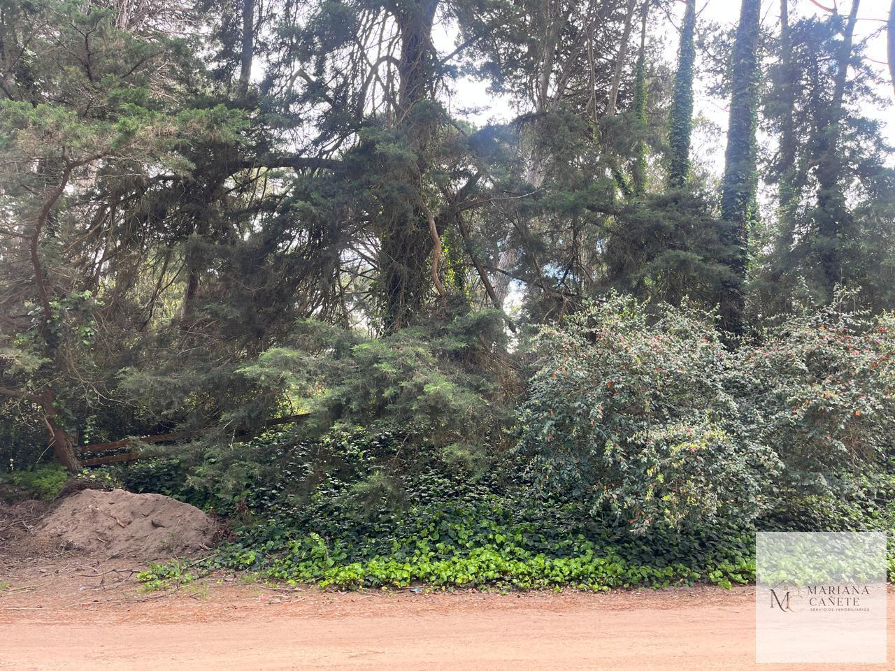 Foto de Terreno en Carilo, imagen 2