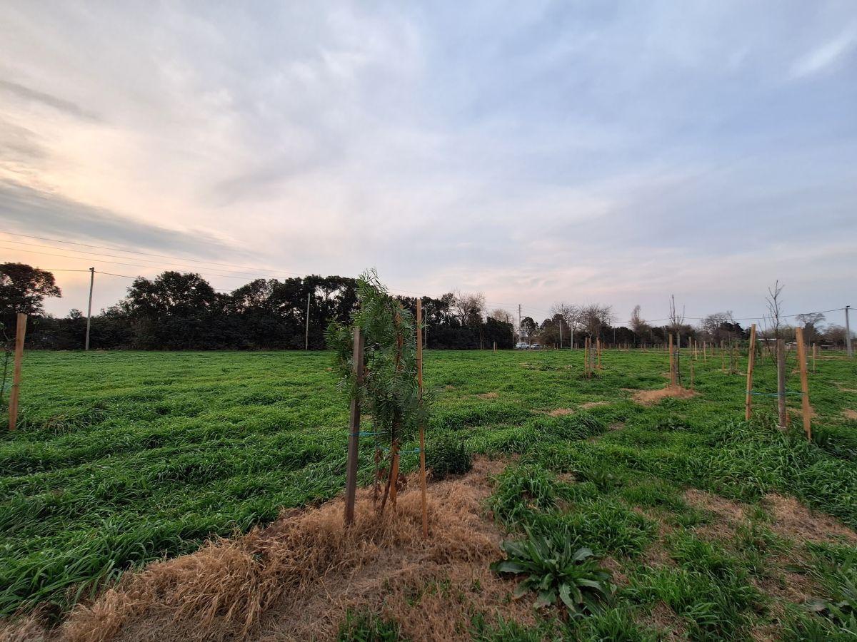 Foto de Lote en en Venta en ECOCHACRASII, imagen 4