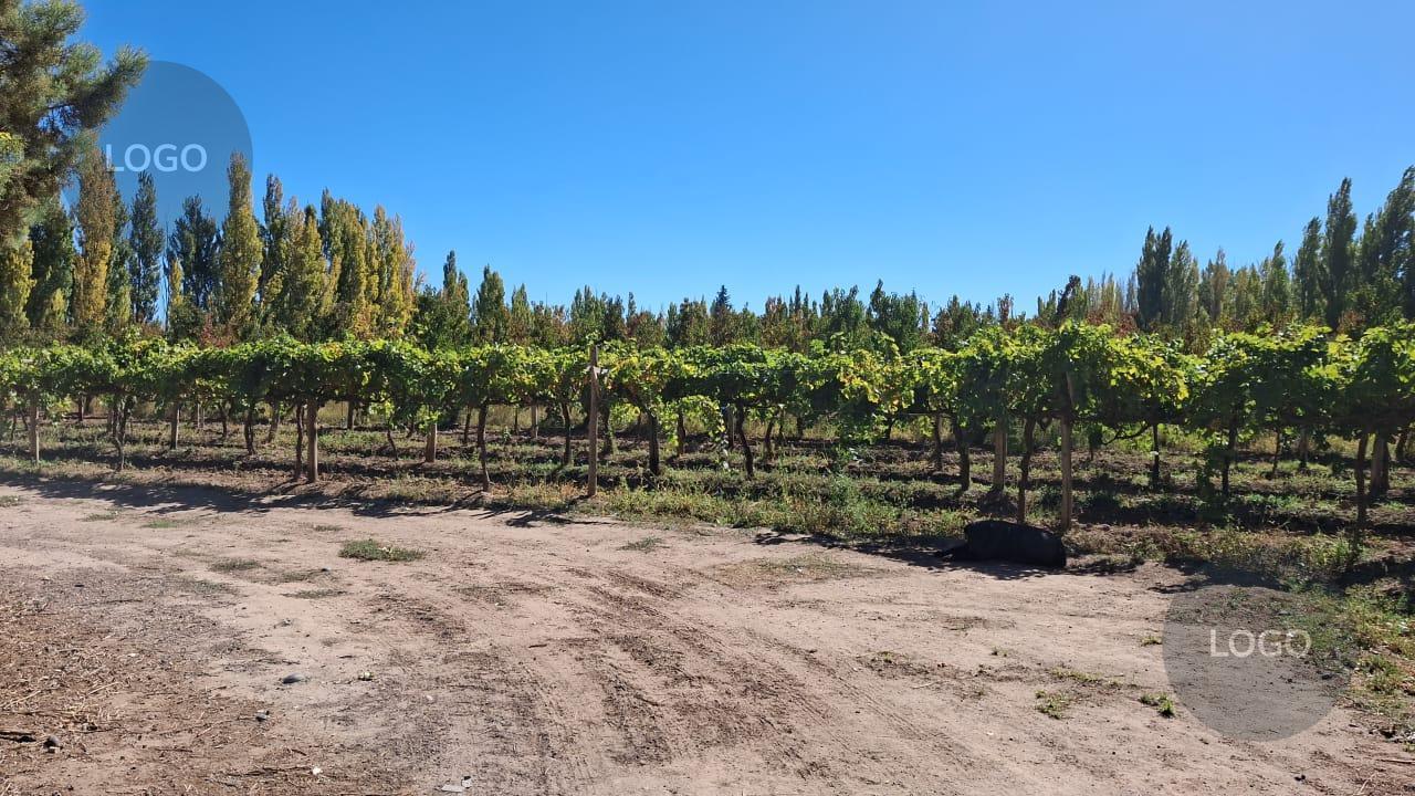 Foto de En Venta | Chacra de 2,7 Hectáreas con 3 Casas | Límite Neuquén |, imagen 2